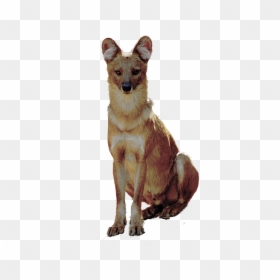 Companion Dog, HD Png Download - tumblr dog png