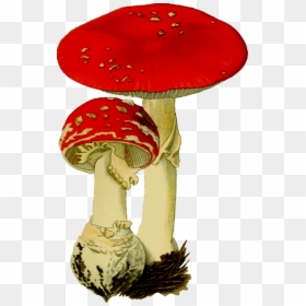 Table,hat,mushroom - Fly Agaric Clipart, HD Png Download - mushroom clipart png