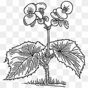 Begonia Drawing, HD Png Download - pot leaf.png