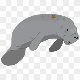 Dugong, HD Png Download - nemo and dory png