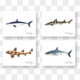 Sharks Boxed Assortment - Great White Shark, HD Png Download - mako shark png