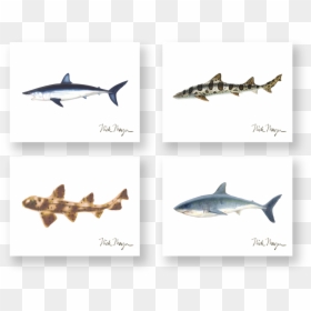 Sharks Boxed Assortment - Great White Shark, HD Png Download - mako shark png