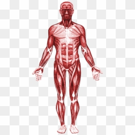Transparent Muscular System Png, Png Download - muscular system png