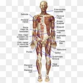 Musculs Del Cos Humà, HD Png Download - muscular system png