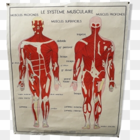 Rossignol School Poster The Muscular System / Nervous, HD Png Download - muscular system png