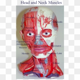 Head And Neck Models, HD Png Download - muscular system png