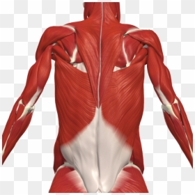 Muscle Intercostal Back, HD Png Download - muscular system png