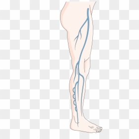 Illustration, HD Png Download - muscular system png