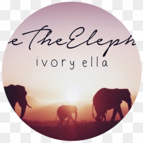 Ivory Ella Logo - Mypeeptoes, HD Png Download - ivory ella png