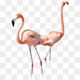 Greater Flamingo, HD Png Download - flamingos png