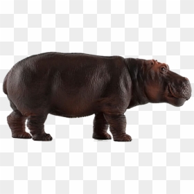 Hippopotamus Png Image Download - Family Zoo 10 Most Popular African Animals, Transparent Png - hippopotamus png
