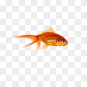 Garibaldi (fish), HD Png Download - jabba png
