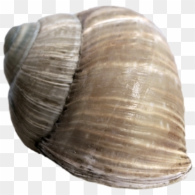 Thumb Image - Snail Shell Png, Transparent Png - snail shell png