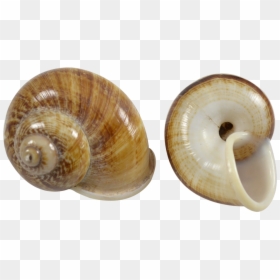 30 Brown Mountain Snail Shells - Seashell, HD Png Download - snail shell png