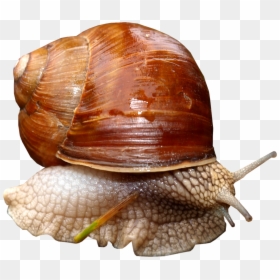 Download And Use Snails High Quality Png - Snail Flashcard, Transparent Png - snail shell png
