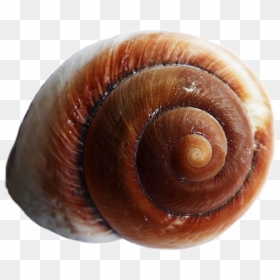 Sea Ocean Shell Png Image - Sea Snail Shell Transparent Background, Png Download - snail shell png