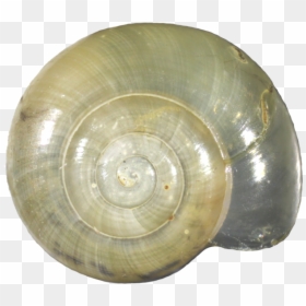 Lymnaeidae, HD Png Download - snail shell png