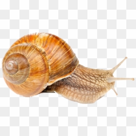 Snails Png Free Pic - Snail With White Background, Transparent Png - snail shell png