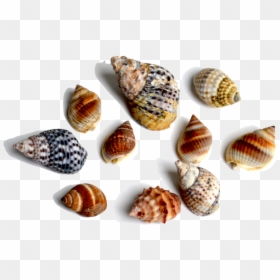 This Family Of Gastropods Includes A Large Variety - Shell, HD Png Download - snail shell png