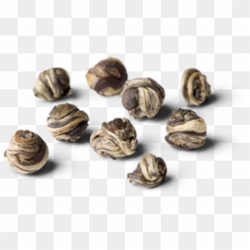 Nut, HD Png Download - snail shell png