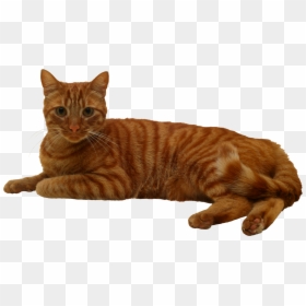 Cat Png - Tabby Cat Png, Transparent Png - cat pngs
