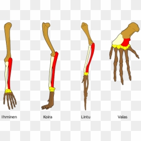 Example Of Homologous Structure, HD Png Download - bone wings png