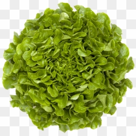Mandelbrot Fractal In Nature, HD Png Download - head of lettuce png