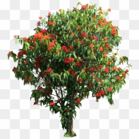 Ixora Coccinea Png, Transparent Png - flower tree png