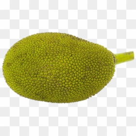 Large-jackfruit - Jackfruit 3d, HD Png Download - tropical fruits png