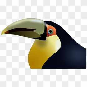 Beak Of Birds Cartoons, HD Png Download - tropical birds png