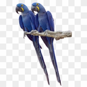 #twin #twins #parrot #parrots #tropicalbird # tropical - Twin Parrots, HD Png Download - tropical birds png