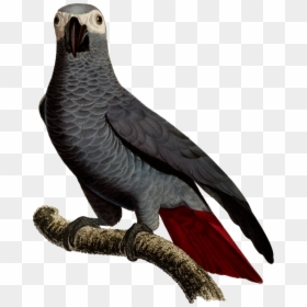 Macaw,parrot,bird - African Grey Parrot Painting, HD Png Download - tropical birds png