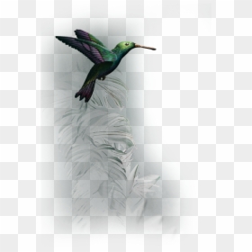 Ruby-throated Hummingbird, HD Png Download - tropical birds png