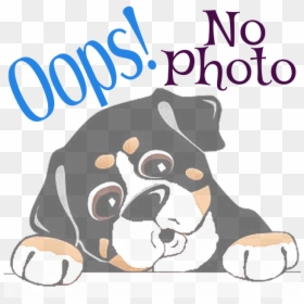 Bernese Mountain Dog, HD Png Download - lucky chloe png