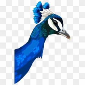 Image - Peafowl, HD Png Download - tropical birds png