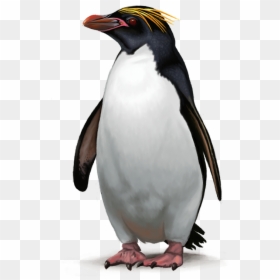 Macaroni Penguin Png, Transparent Png - tropical birds png