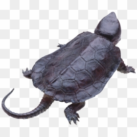 Snapping Turtle Clear Background, HD Png Download - turles png