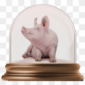 Domestic Pig, HD Png Download - granja png
