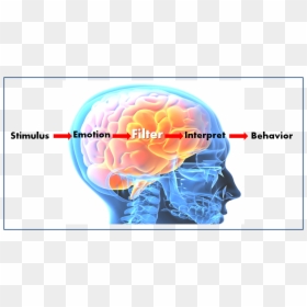 Brain-filter - Brain Filters, HD Png Download - emotional intelligence png