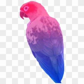 #bisexual #bird #flag #parrot #sticker #freetoedit - Macaw, HD Png Download - bisexual flag png