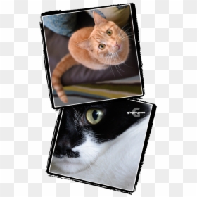 Asian, HD Png Download - ceiling cat png