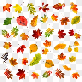 Autumn Leaves, HD Png Download - leaf pattern png