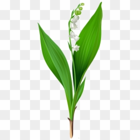 Lily Of The Valley Stem, HD Png Download - liriope png
