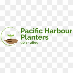 Pacific Harbour Planters Logo - Graphics, HD Png Download - liriope png