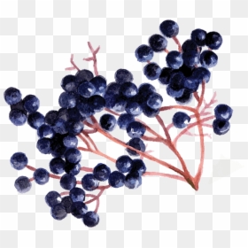 Elderberry - Elderberry Png, Transparent Png - elder sign png