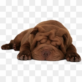 Item With White Background, HD Png Download - sleeping dog png