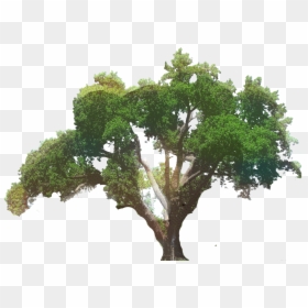 Clip Art Southern Live Oak Tree Portable Network Graphics - Transparent Oak Tree Png, Png Download - live oak tree png