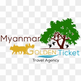 Best Local Travel Agency In Yangon - Silhouette Of Live Oak Tree, HD Png Download - live oak tree png