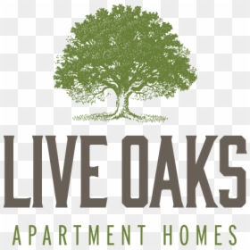 Live Oaks Logo - Oak, HD Png Download - live oak tree png