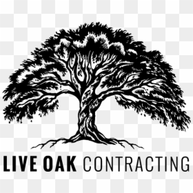Live Oak Contracting Llc Logo - Live Oak Tree Logo, HD Png Download - live oak tree png